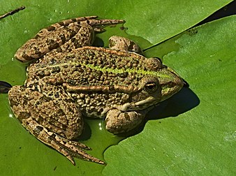 Rã-verde (Pelophylax ridibundus) em uma lagoa de pesca em Rimbach, Hesse, Alemanha (definição 4 443 × 3 317)