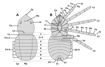 Trigonotarbid (dorsal and ventral) ワレイタムシ類（背側と腹側）