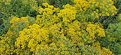 Müür-kilbirohi Alyssum murale