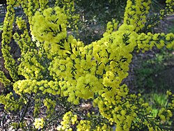 Acacia imbricata.jpg