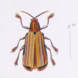 Acentroptera lacordairei