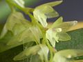 Acianthera hygrophila 01. jpg