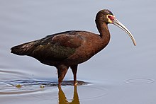 A white faced ibis wading in water