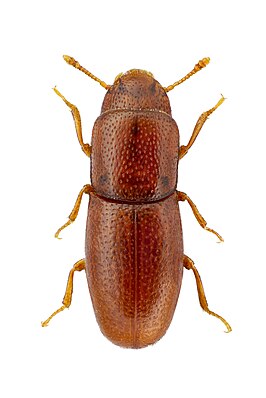 Aglenus brunneus