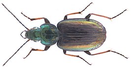 Grassnelloper