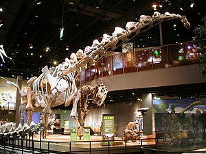 Реконструкція скелету Аламозавра з Тиранозавром