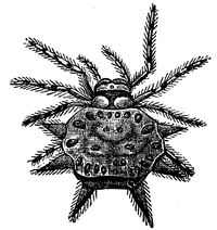Gasteracantha Hasseltii