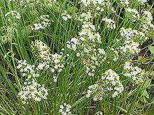 Allium tuberosum1.jpg