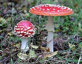 Punakärpässieni (Amanita muscaria)