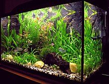 aquarium wikipedia the free encyclopedia aquarium fish tank 220x169