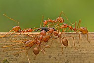 Ant Fights.jpg