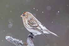 Arctic Redpoll (Acanthis hornemanni) (13667519855).jpg