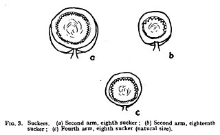 #111 (12/11/1935) Suckers of arms II and IV (Frost, 1936:92, fig. 3)