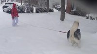 File:Ashley. Alaskan Malamute playing in the snow 2015-03-01 West Lafayette IN-USA.webm