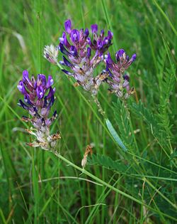 Astragalus vesicarius