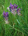 Blasen-Tragant (Astragalus vesicarius subsp. carniolicus)