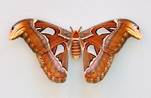 Гёбелеккени тишиси Attacus atlas