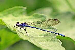 Azure dancer A. fissa male