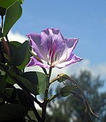 Bauhinia variegata (25219815170) .jpg