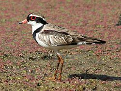 Black-fronted dotterel.jpg