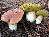 Boletus rex-veris