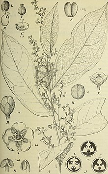 Botanische Jahrbücher für Systematik, Pflanzengeschichte und Pflanzengeographie (1907) (20394368832) .jpg