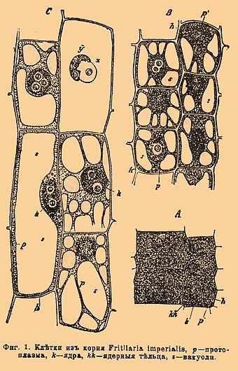 Фиг. 1. Клетки из корня Fritillaira imperialis: p — протоплазма, k — ядра, kk — ядерные тельца, s — вакуоли.