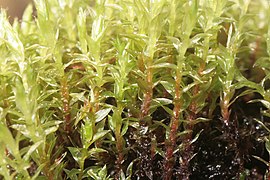 Nedløbende Bryum Bryum pseudotriquetrum