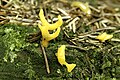 Calocera furcata.jpg