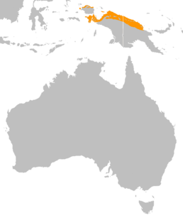 Мапа поширення казуара жовтошийого