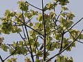 Plody v koruně C. platanifolia