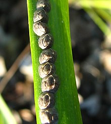 "Chthamalus fragilis" on a leaf of "Spartina alterniflora"