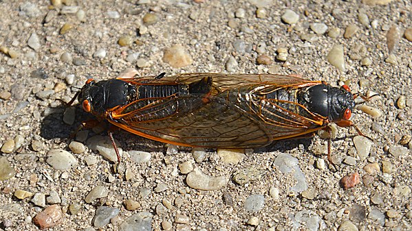 Two cicadas mating