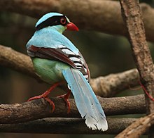 Common Green Magpie 3.jpg