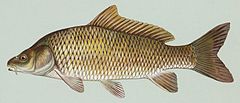 Noxiously stimulated common carp show anomalous rocking behaviour and rub their lips against the tank walls Common carp.jpg