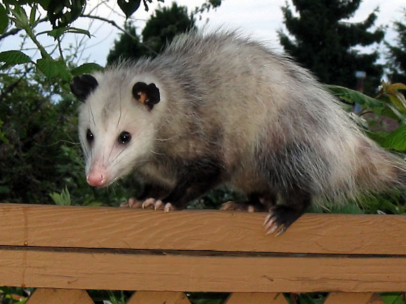 Virginia And Short Tailed Opossums As Pets With Notes On Heidi A Cross Eyed Star,Brioche Bun