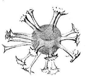 dinoflagellate cyst