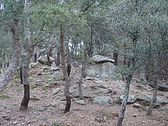 Le dolmen dans son environnement (décembre 2011).