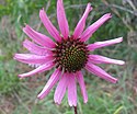 Echinacea tennesseensis Couchville.jpg