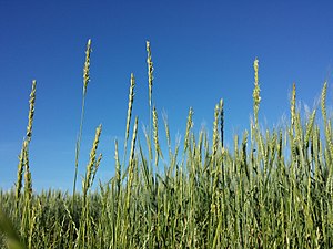 Almindelig Kvik (Elymus repens)