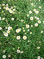 Erigeron karvinskianus