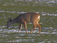 European Roe Deer