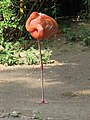 Ein Flamingo (Juli 2006)