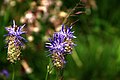 Flowers at Simplonpass June 2023