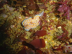 Gas-flame Nudibranch Bonisa nakaza is fairly common, but is usually found in deeper water, generally below 5m.