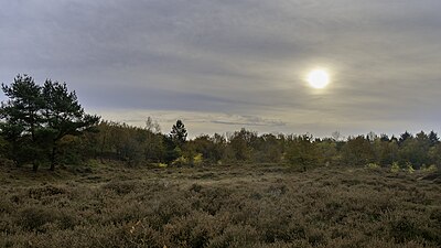 Dunoj de Gasteren dum krepusko