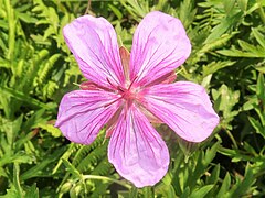 花弁は濃色の縦脈が目立ち、花弁基部の縁には白毛が密生する。