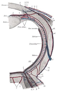 Diagramo de la sangaj vaskuloj de la okulo, kiel oni vidas en horizontala sekcio.