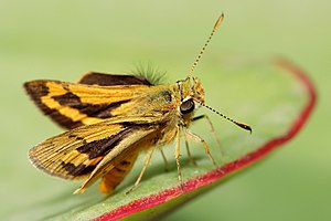 green grass dart skipper butterfly ocybadistes walkeri 