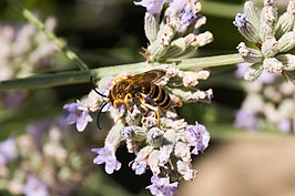 Halictus aegypticola